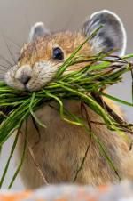 Watch Summer: Earth\'s Seasonal Secrets 9Movies