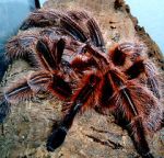 Watch Spidermania (TV Special 2002) 9Movies