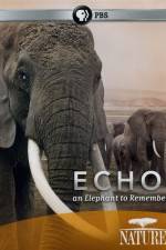 Watch Echo: An Elephant to Remember 9Movies