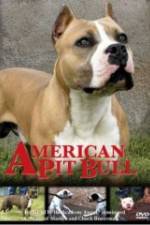 Watch American Pit Bull 9Movies