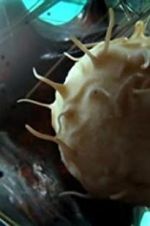 Watch Our Secret Universe: The Hidden Life of the Cell 9Movies