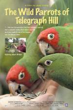 Watch The Wild Parrots of Telegraph Hill 9Movies