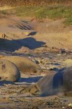 Watch Supergiant Animals 9Movies