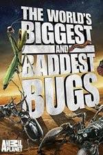 Watch Worlds Biggest and Baddest Bugs 9Movies
