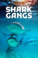Watch Shark Gangs 9Movies