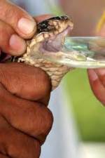 Watch History Channel Evolve:  Venom 9Movies