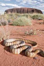 Watch DEADLY PREDATORS.AUSTRALIAN PYTHONS 9Movies