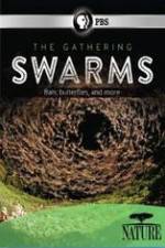 Watch Nature The Gathering Swarms 9Movies