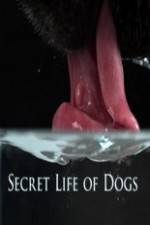 Watch Secret Life of Dog 9Movies