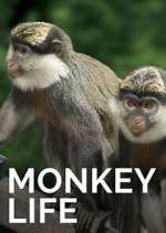 Watch Monkey Life 9Movies