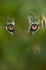 Watch Deadly Instincts 9Movies