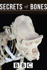 Watch Secrets of Bones 9Movies