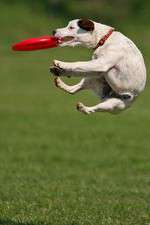 Watch Dogs 101: New Tricks 9Movies