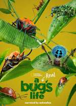 Watch A Real Bug's Life 9Movies