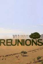 Watch Wild Animal Reunions 9Movies