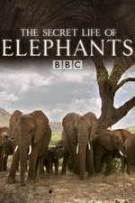 Watch The Secret Life of Elephants 9Movies