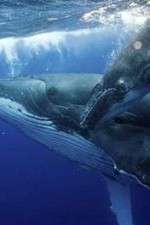 Watch Big Blue Live 9Movies