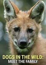 Watch Dogs in the Wild: Meet the Family 9Movies