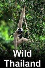 Watch Wild Thailand 9Movies