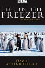 Watch Life in the Freezer 9Movies
