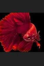 Watch Thailand: Earth's Tropical Paradise 9Movies