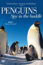 Watch Penguins Spy In The Huddle 9Movies