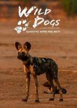 Watch Wild Dogs: Running with the Pack 9Movies