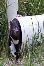 Watch Aussie Animal Island 9Movies