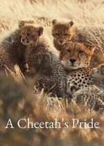 Watch A Cheetah\'s Pride 9Movies