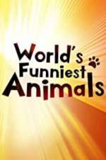 Watch The World\'s Funniest Animals 9Movies