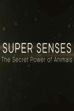 Watch Super Senses The Secret Power of Animals 9Movies