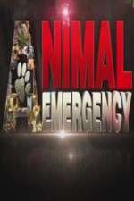 Watch Animal Emergency 9Movies