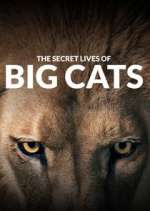 Watch The Secret Lives of Big Cats 9Movies