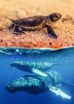 Watch Australia\'s Wild Moments 9Movies