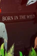 Watch Born In The Wild 9Movies