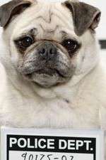 Watch Secret Life of Dogs 9Movies