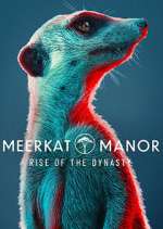 Watch Meerkat Manor: Rise of the Dynasty 9Movies