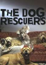 Watch The Dog Rescuers with Alan Davies 9Movies