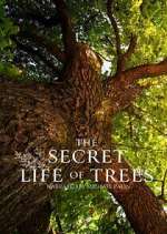 Watch The Secret Life of Trees 9Movies