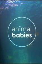 Watch Animal Babies 9Movies