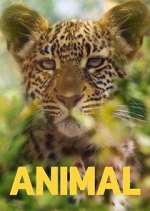Watch Animal 9Movies