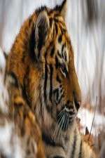 Watch Operation Snow Tiger 9Movies