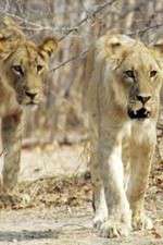 Watch Lion Country: Night and Day 9Movies