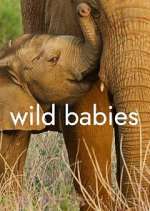 Watch Wild Babies 9Movies