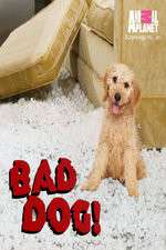 Watch Bad Dog! 9Movies