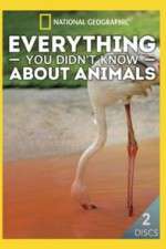 Watch Everything You Didnt Know About Animals 9Movies